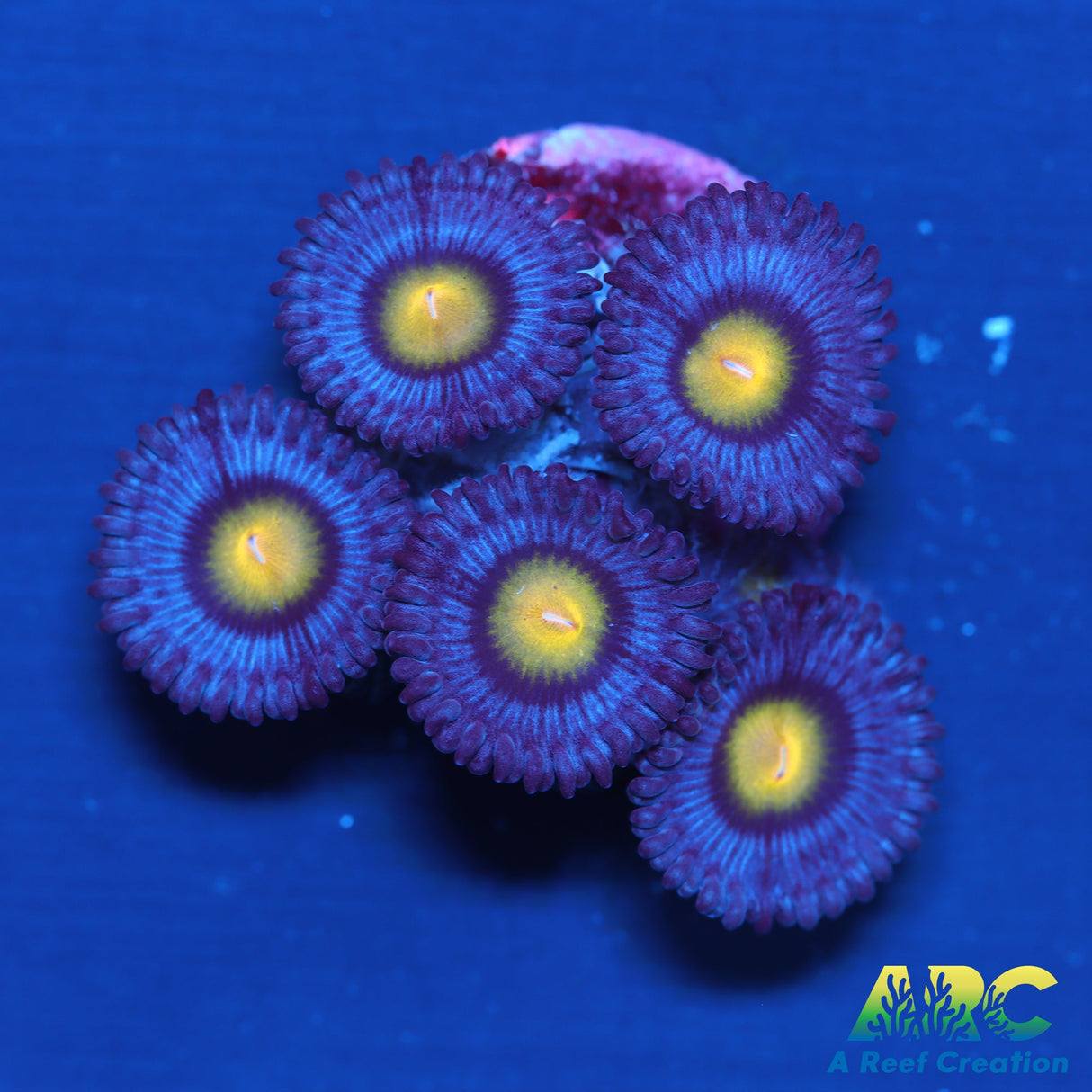 WWC AOI Zoas