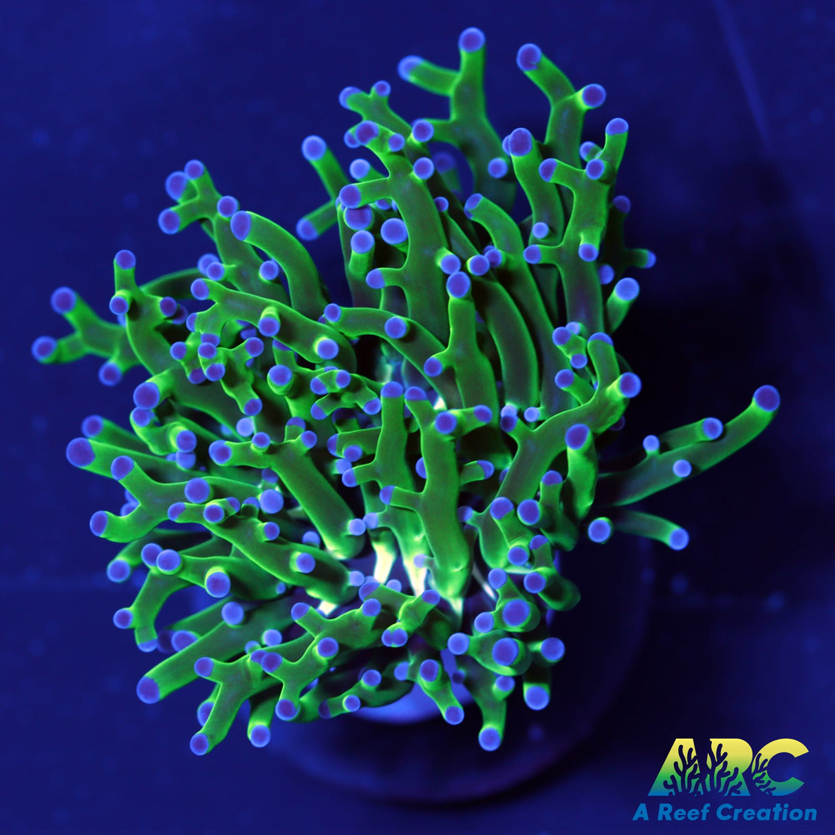 Green and Purple Frogspawn Buster