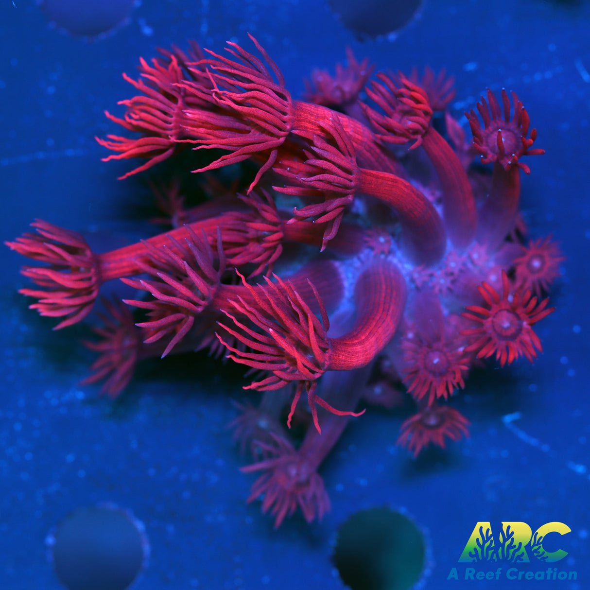GMA's Red Shag Goni