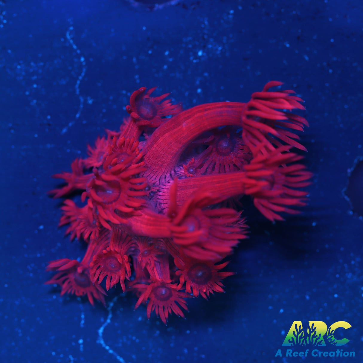 GMA's Red Shag Goni