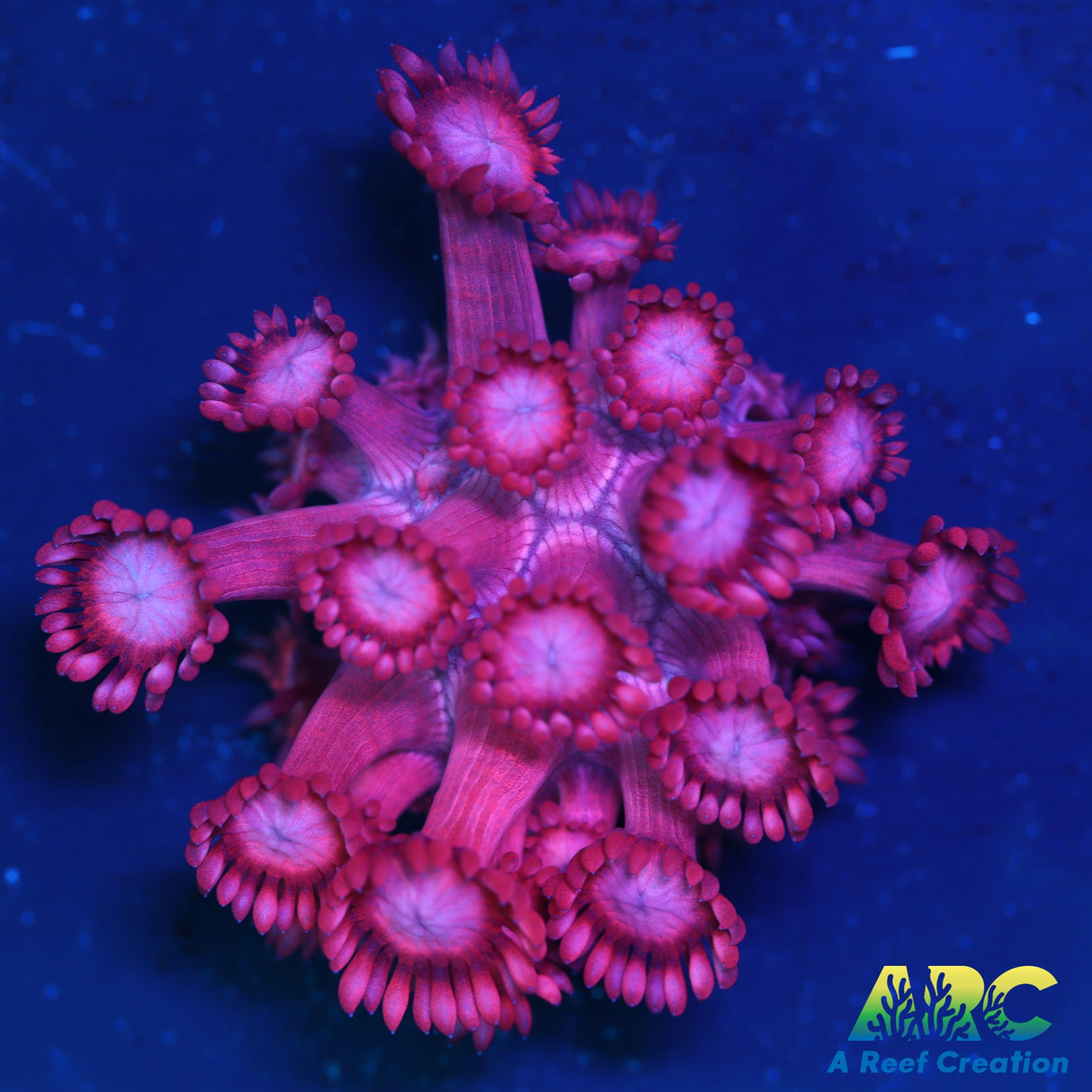 GMA's Pink Goni