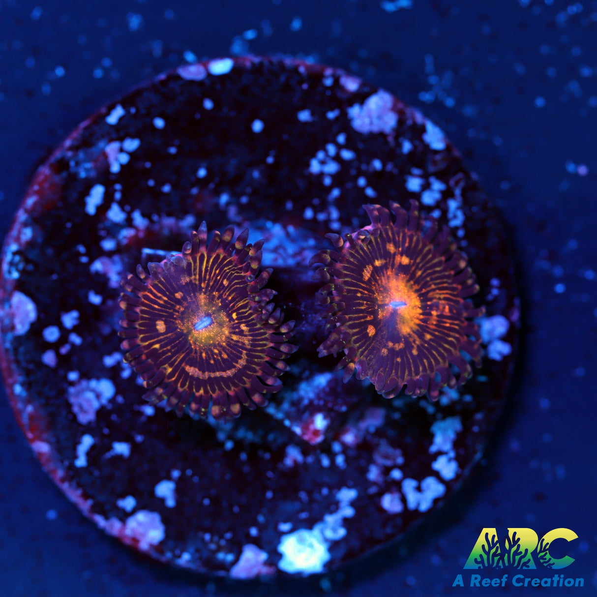 UC Grim Reapers Zoas