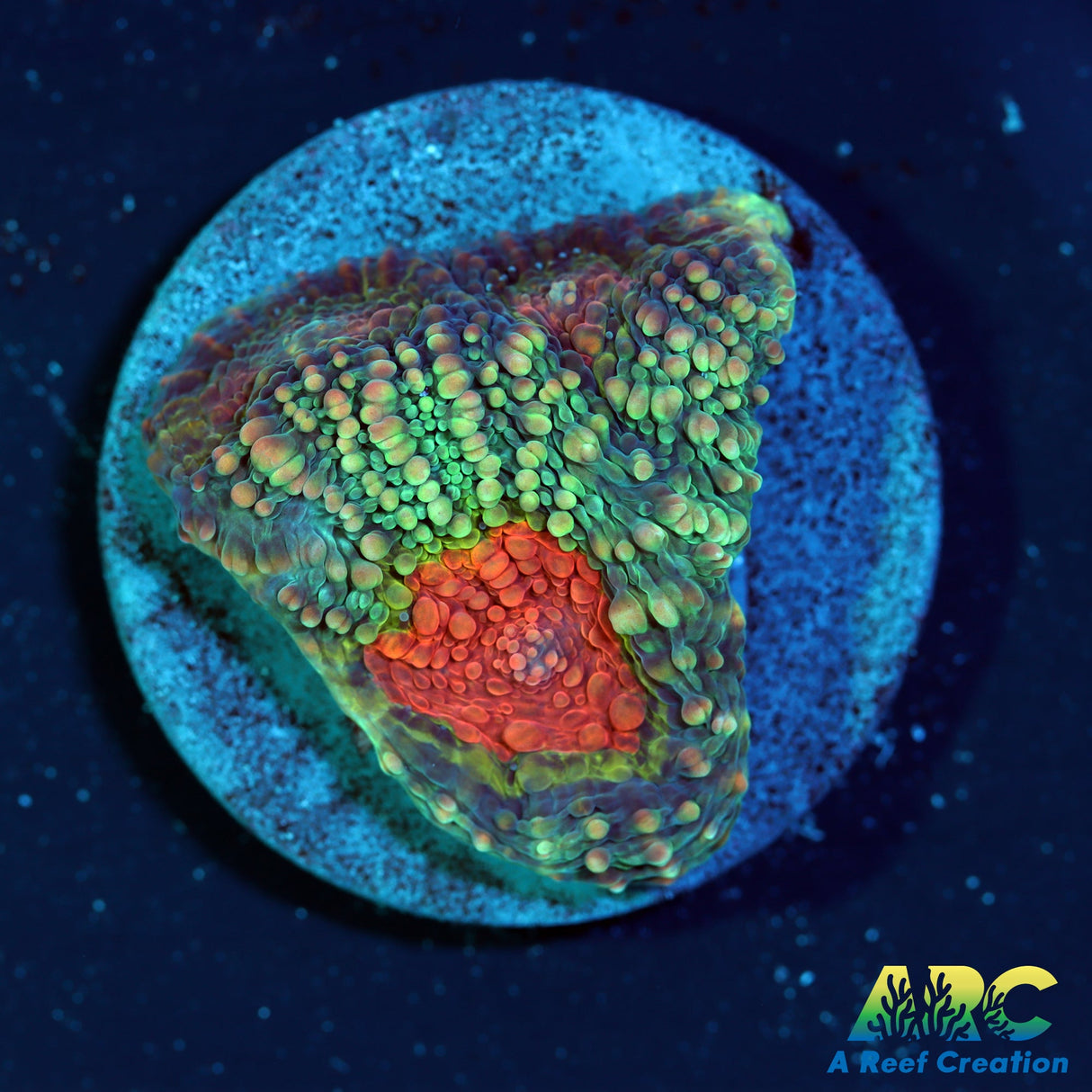 TCK Rainbow Acan Echinata