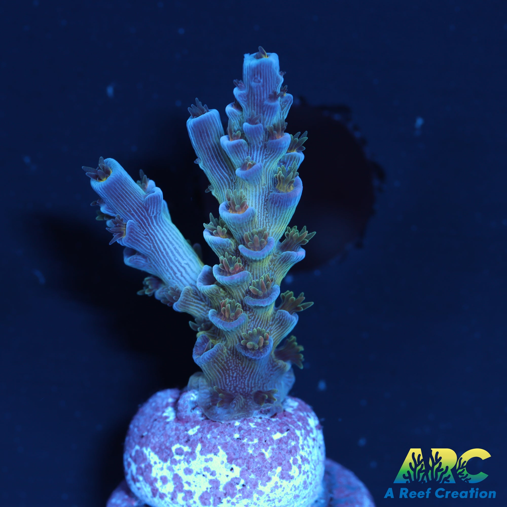 JF Jolt Acro – A Reef Creation