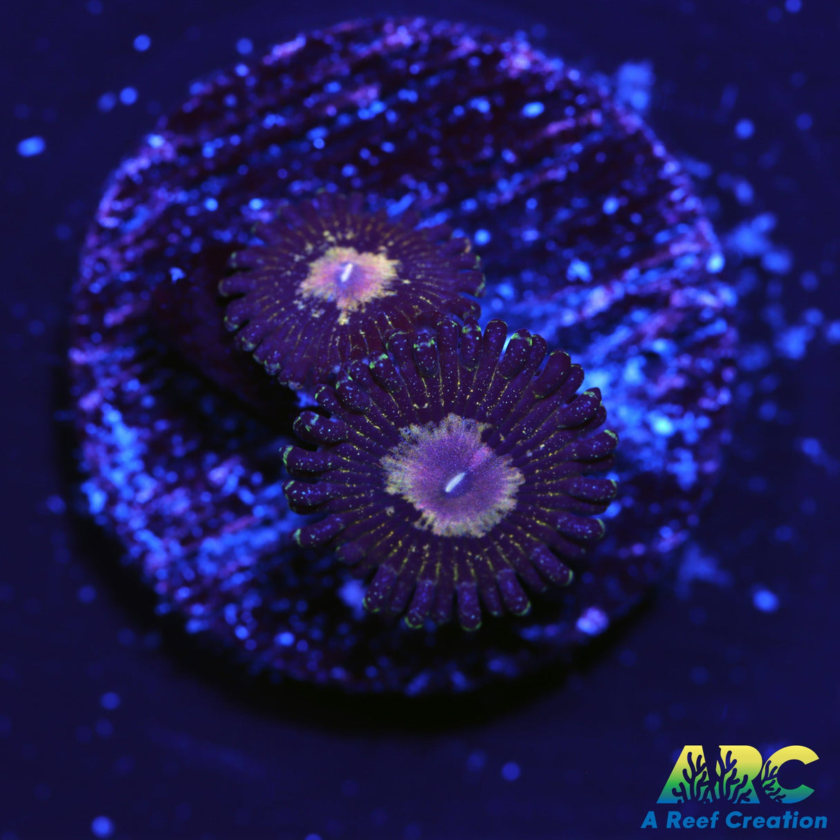 NYRA PeaCock 967