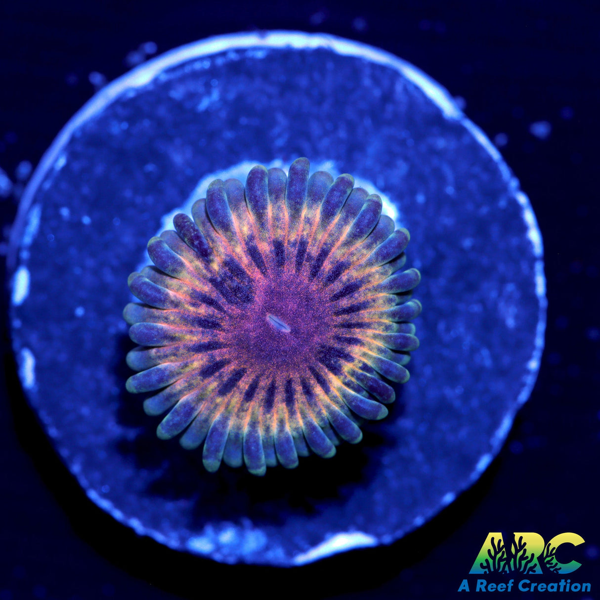 ARC Da Vincis (1st Release)