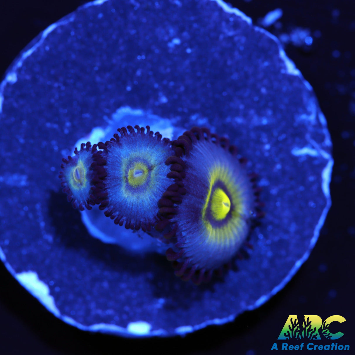 UC Outcast Zoa