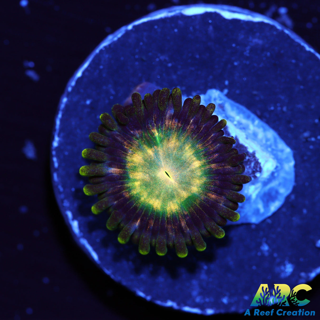 ARC Yoshi Zoa