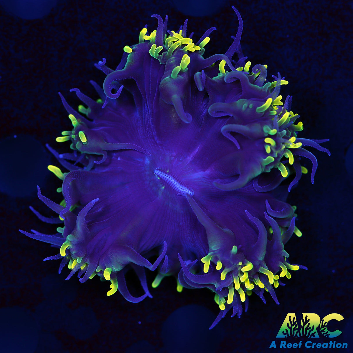 ARC Toothy Bubble