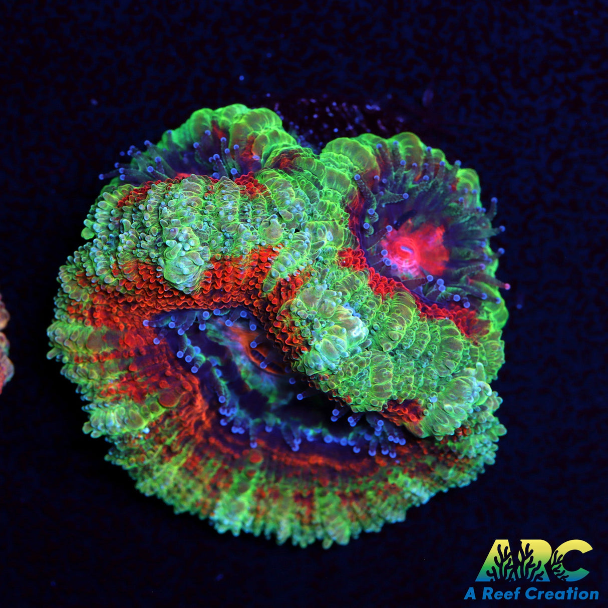 ARC Evil Eye Acan