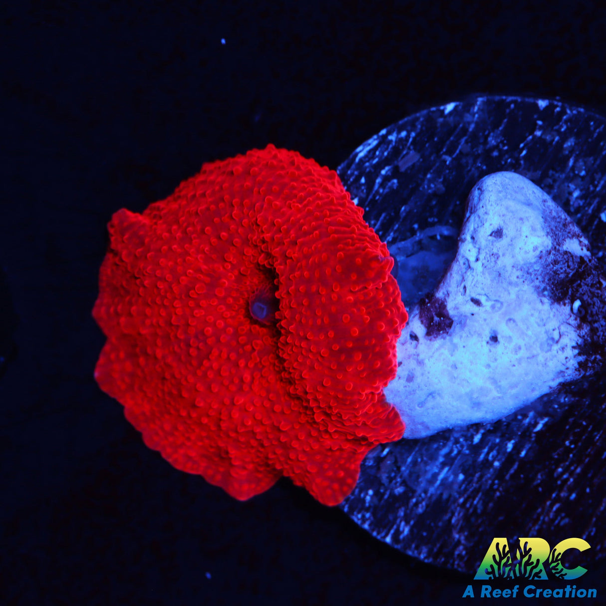 ARC Blood Red Disco