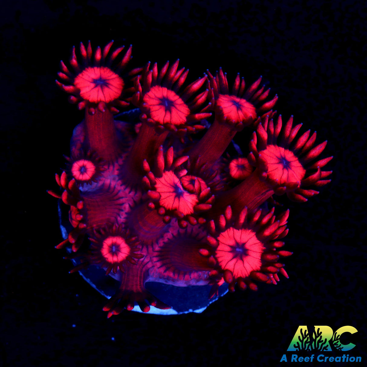 ARC Really Red Goni