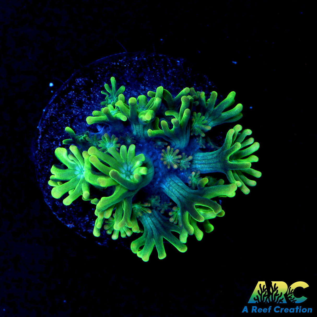 ARC Kermit The Frog Alveopora