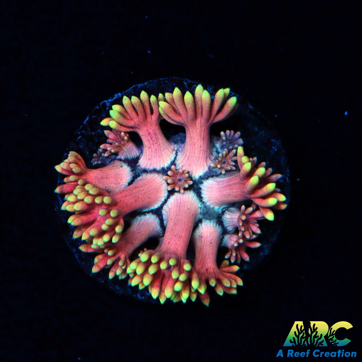 ARC Watermelon Goni