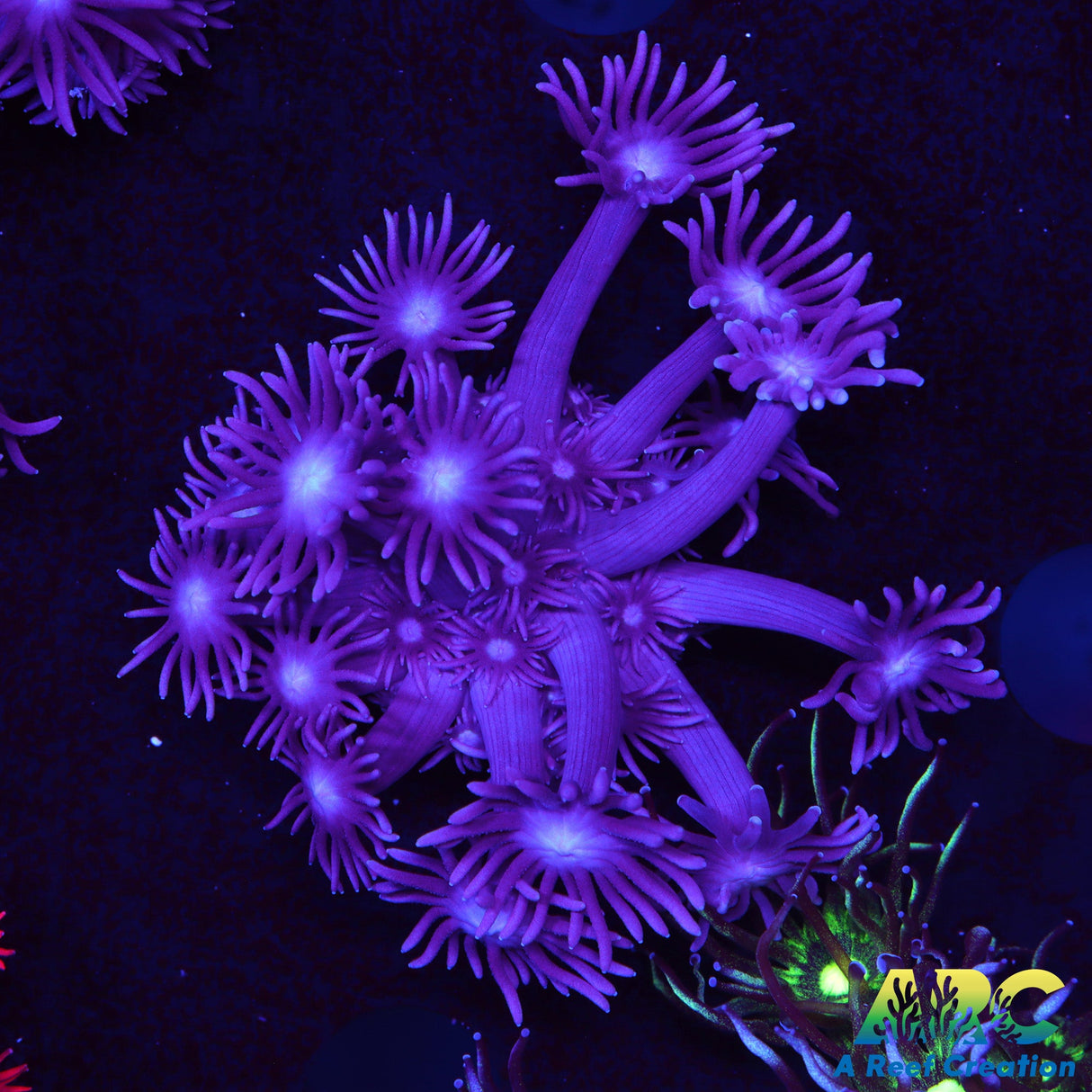 ARC Purple Goni