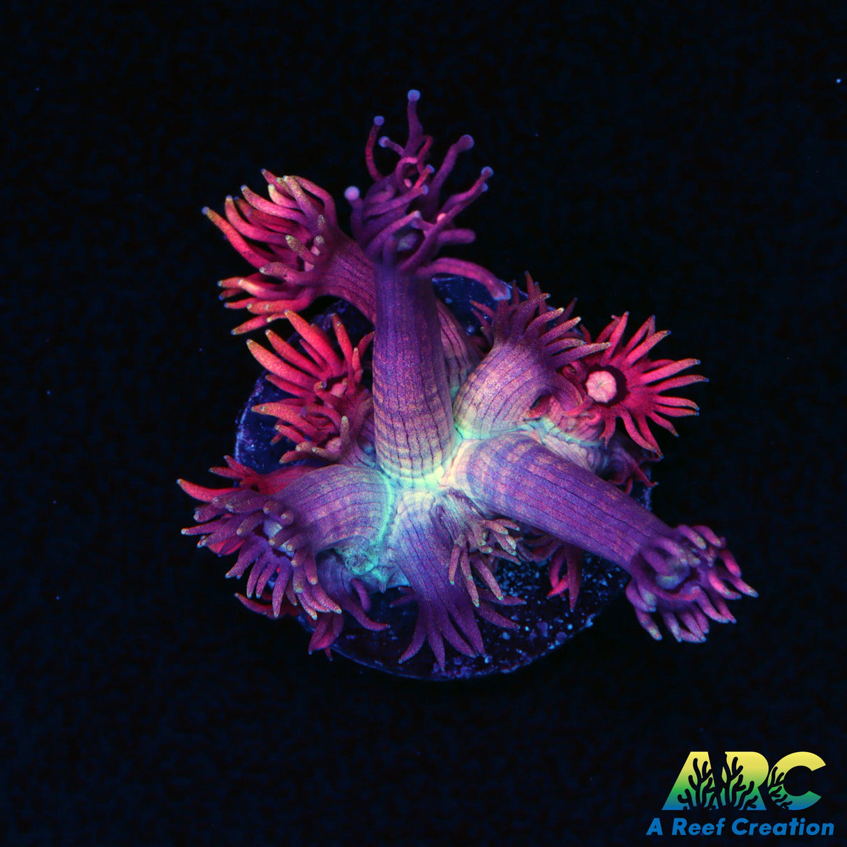 ARC Blackberry Goni