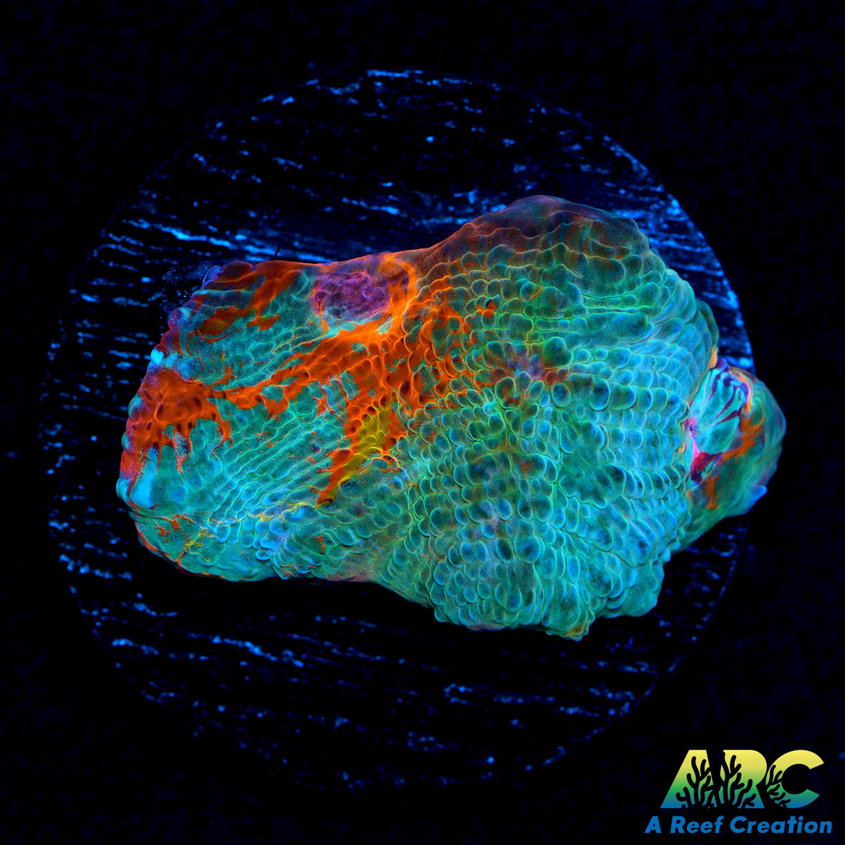 ARC Yellowstone Chalice 2.0
