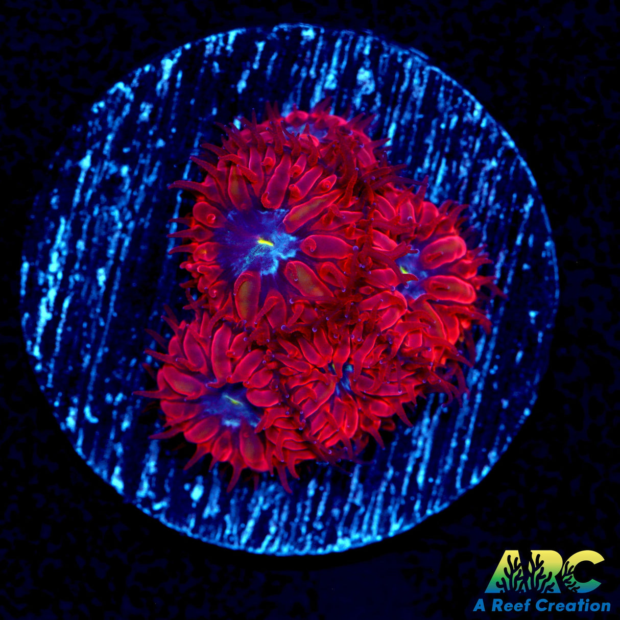 ECC Blue Raven Blasto