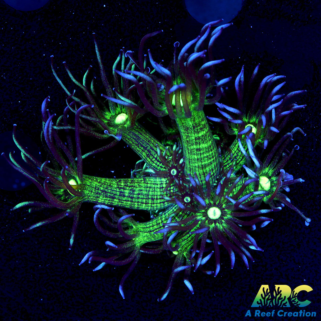 ARC Kryptonite Glitter Goni
