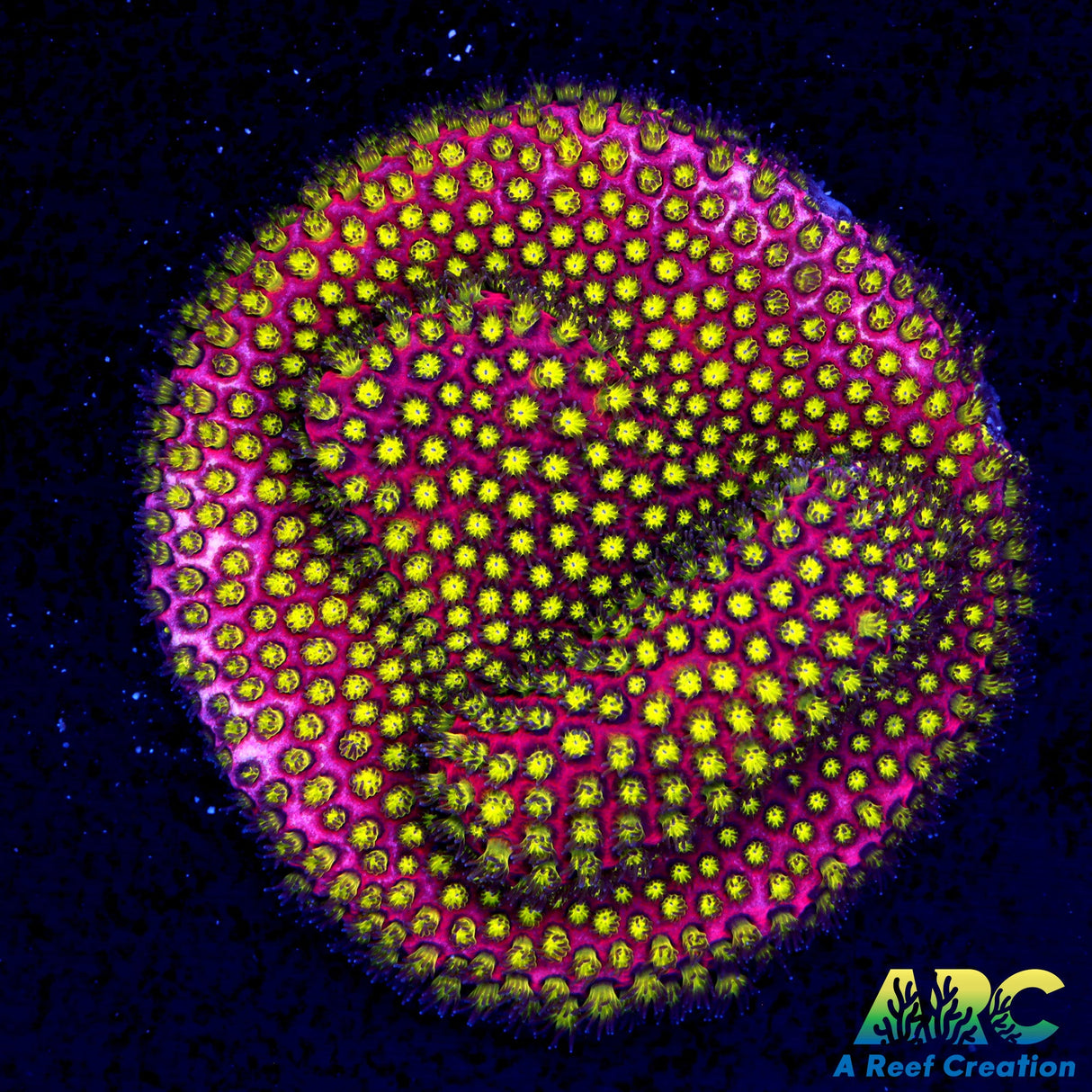 Electric Daisy Stylo