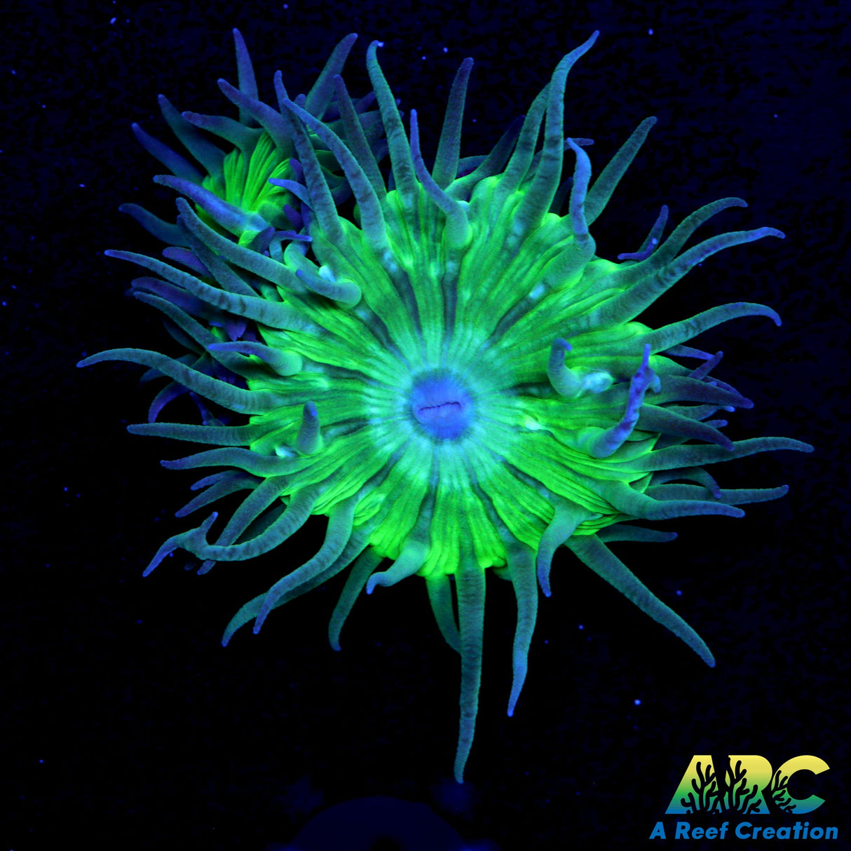 ARC Lemon Lime Duncan