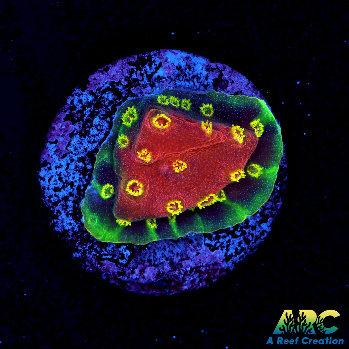 Candy Coral Firewalker Cyphastrea