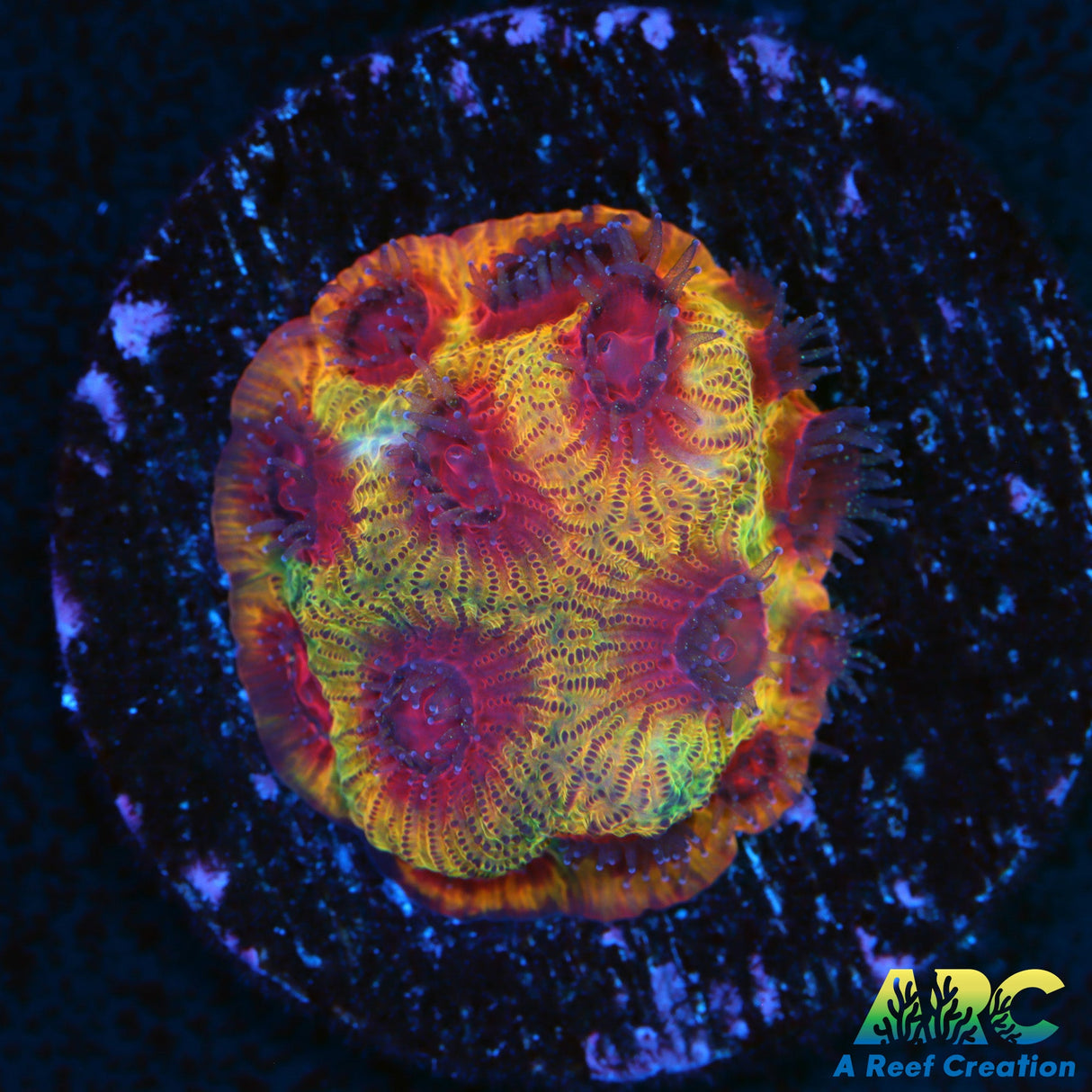 ARC Darth Maul Favia