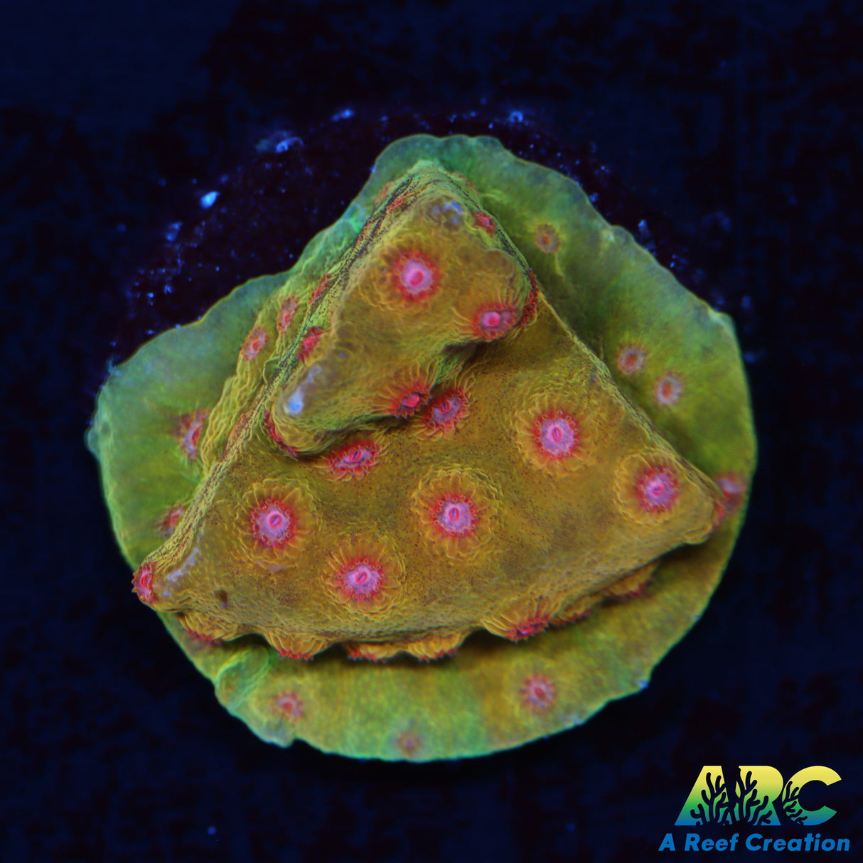 WWC Defcon Cyphastrea