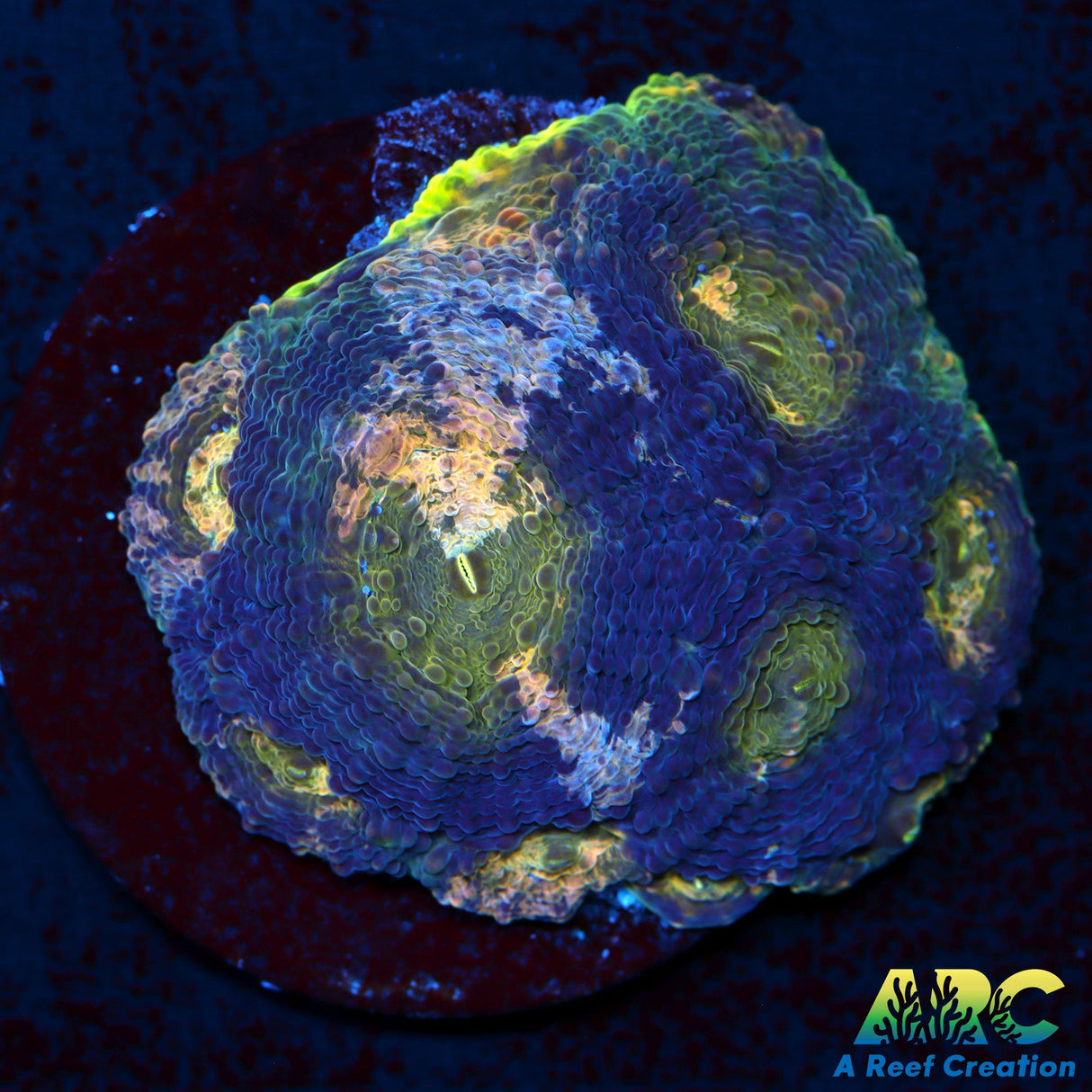 ARC Pink Acan Echinata