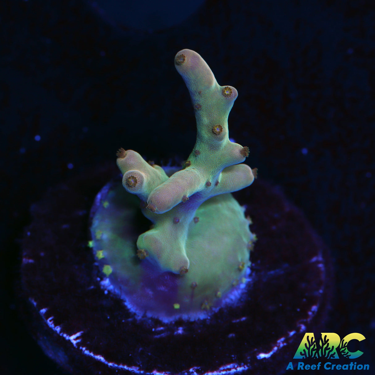 WWC Purple Haze Lokani