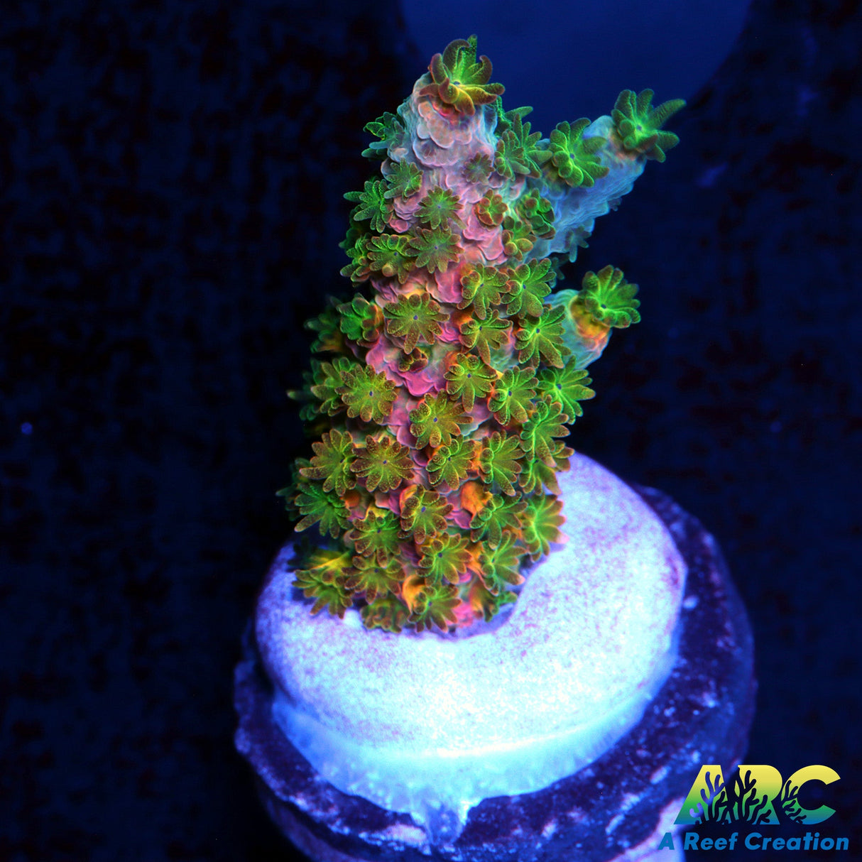 Crazy WWC Jello Shot