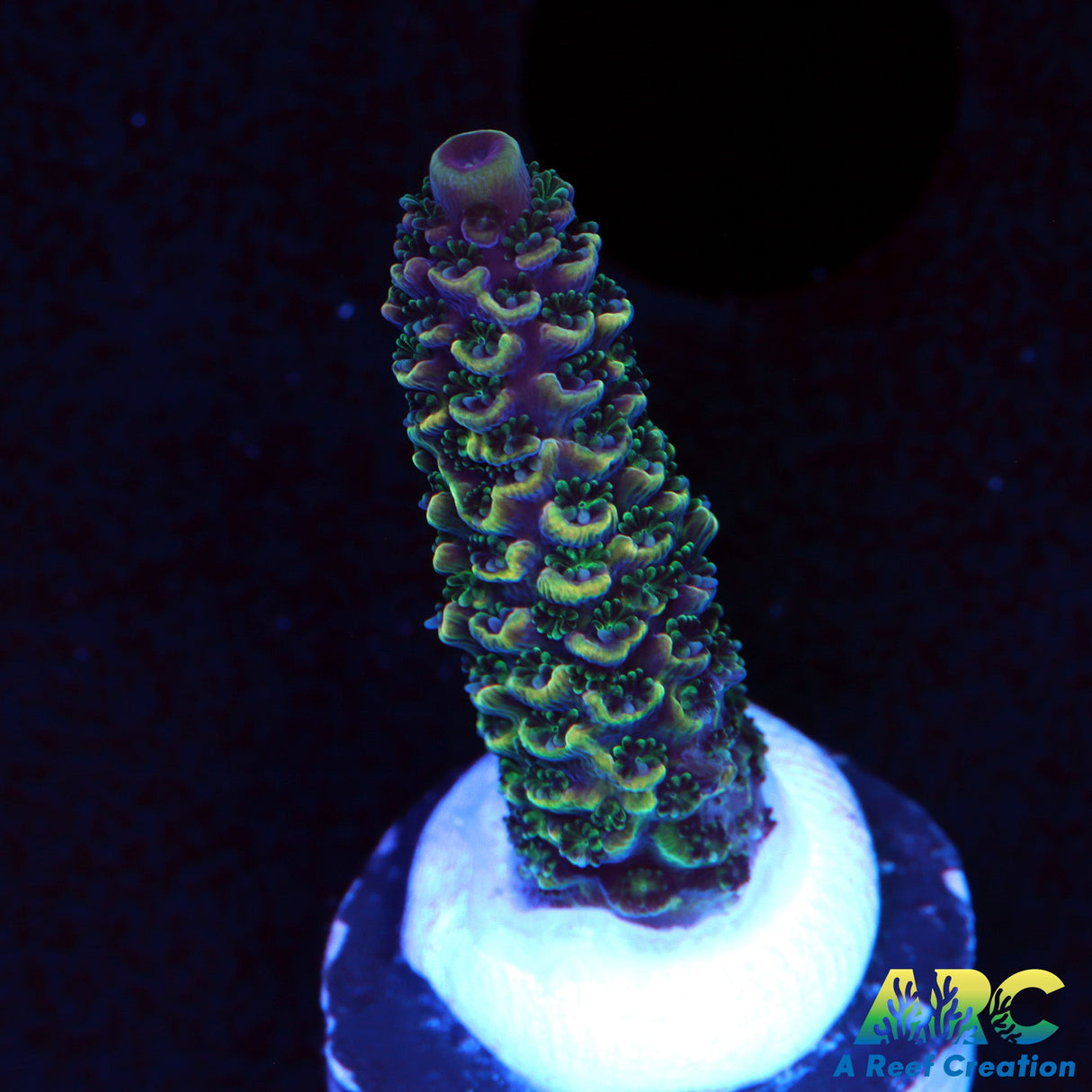ARC Rainbow Spath