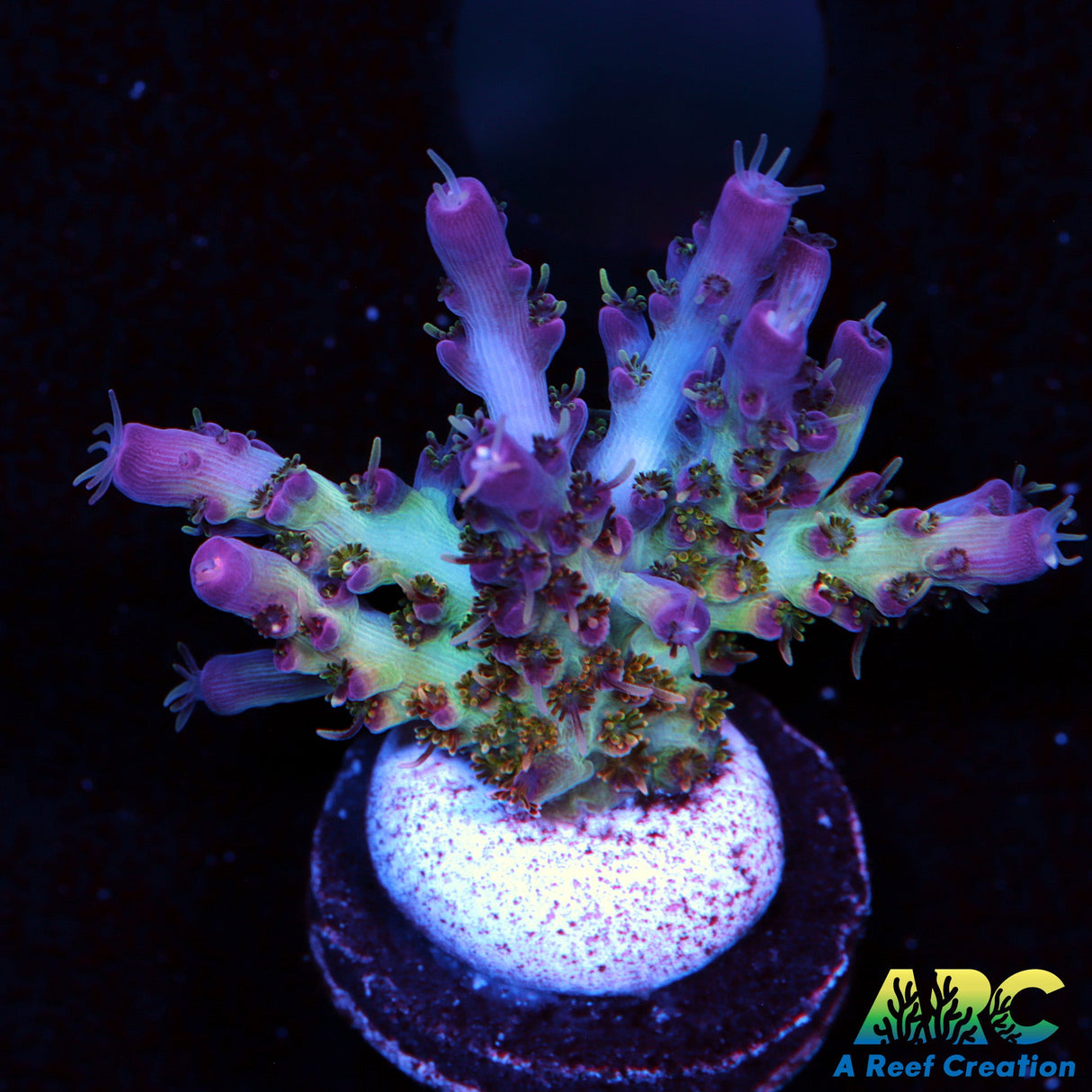 ARC Joe Cool Acro