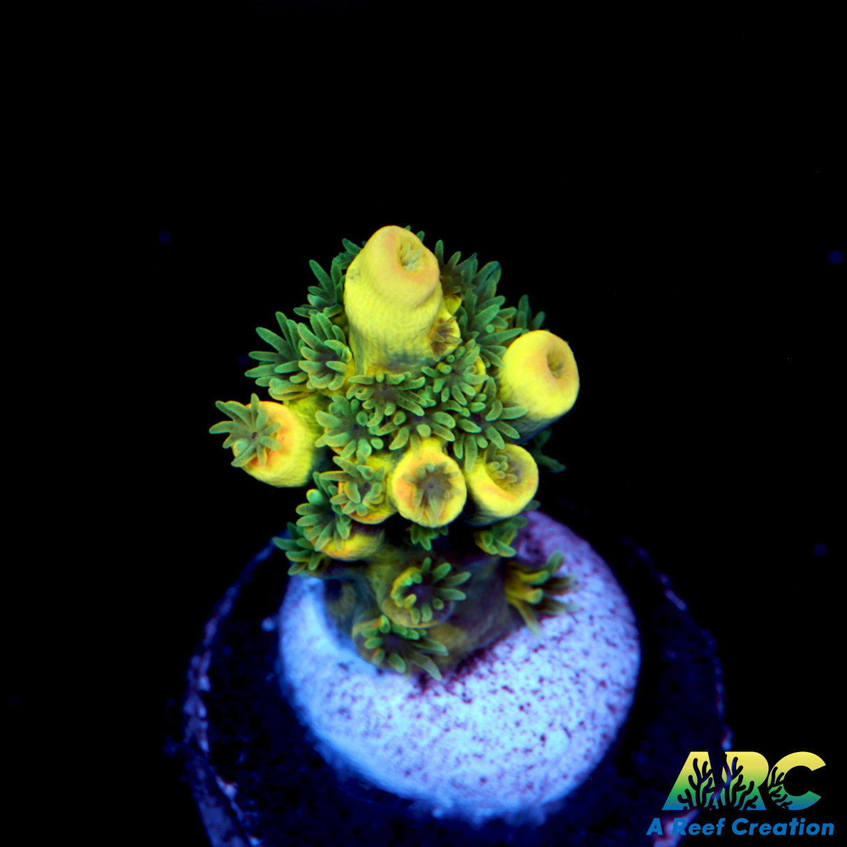 RRC Bananarama