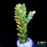 ARC Peach Giant