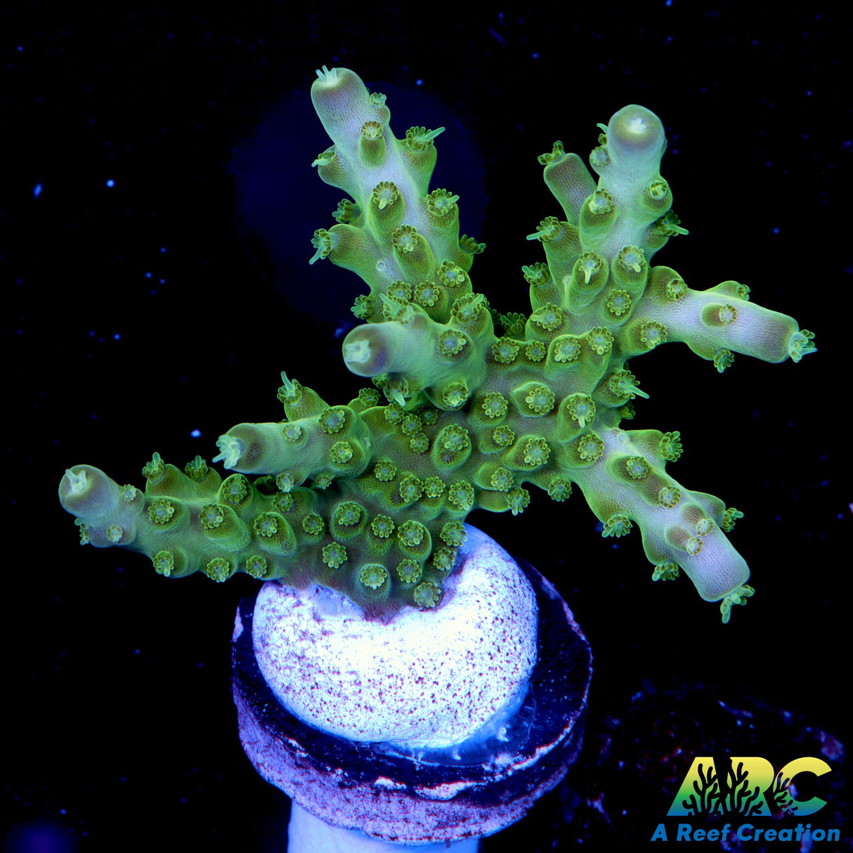 Green Acro