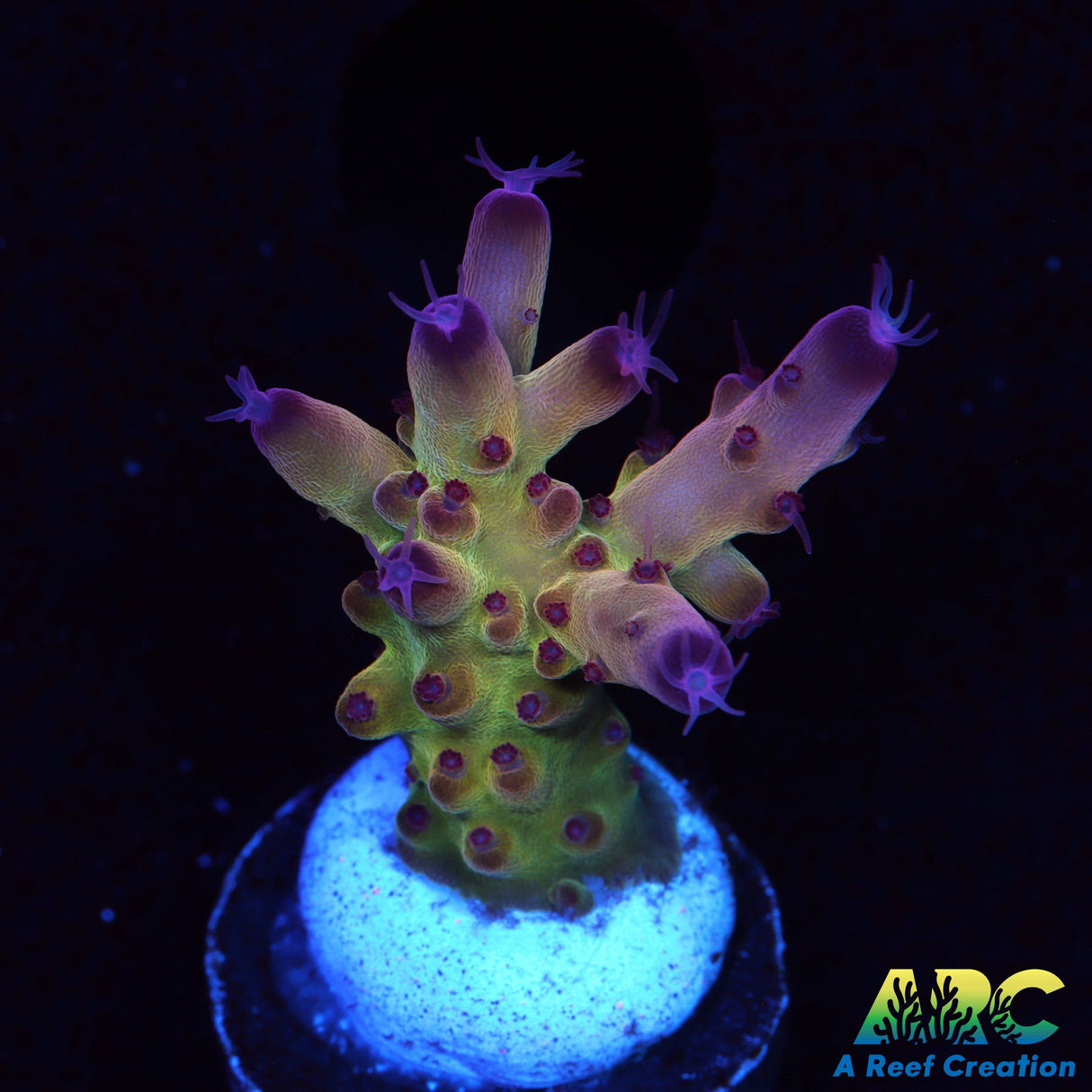 ARC Sands Of Time