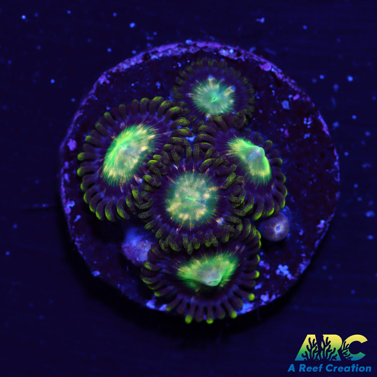 ARC Yoshi Zoa