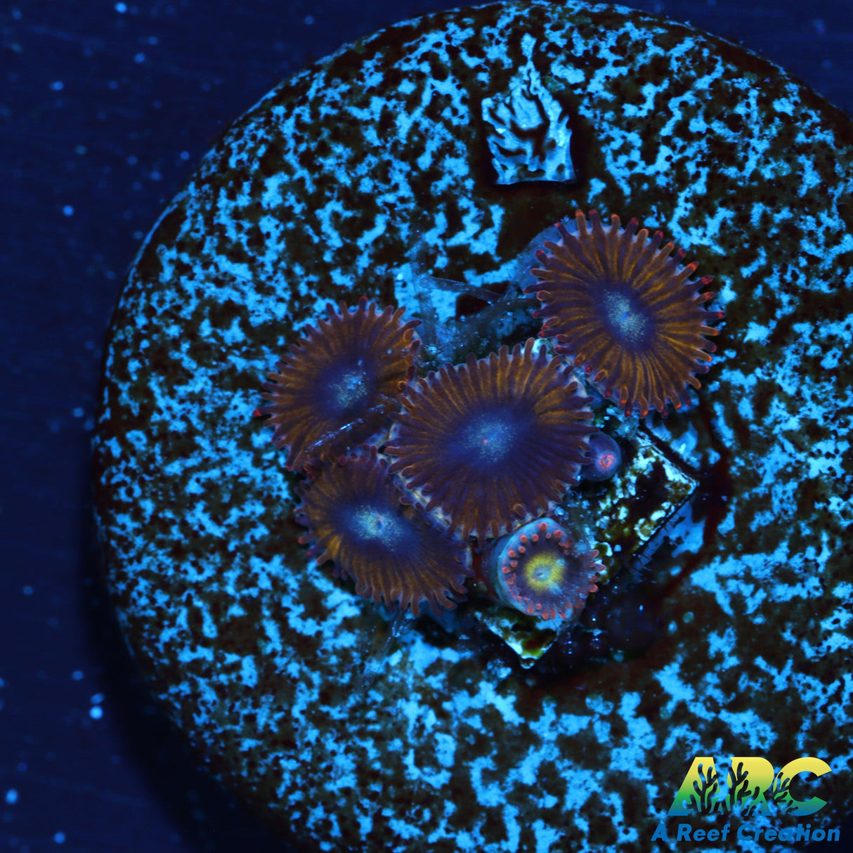Pikachu zoas