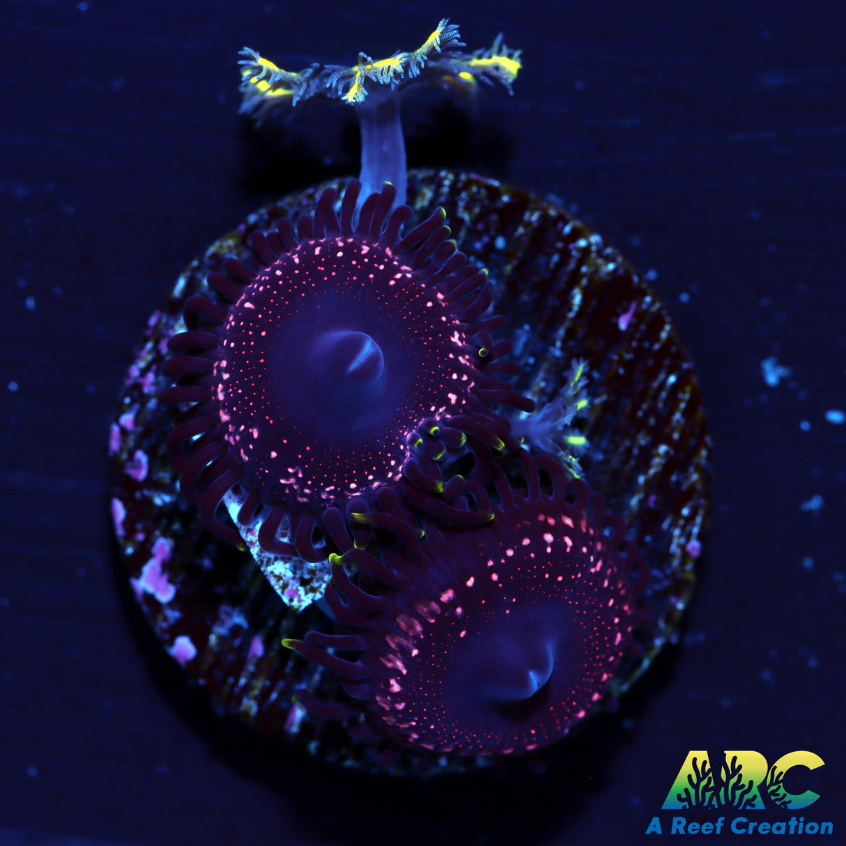 WWC Tasers Zoa