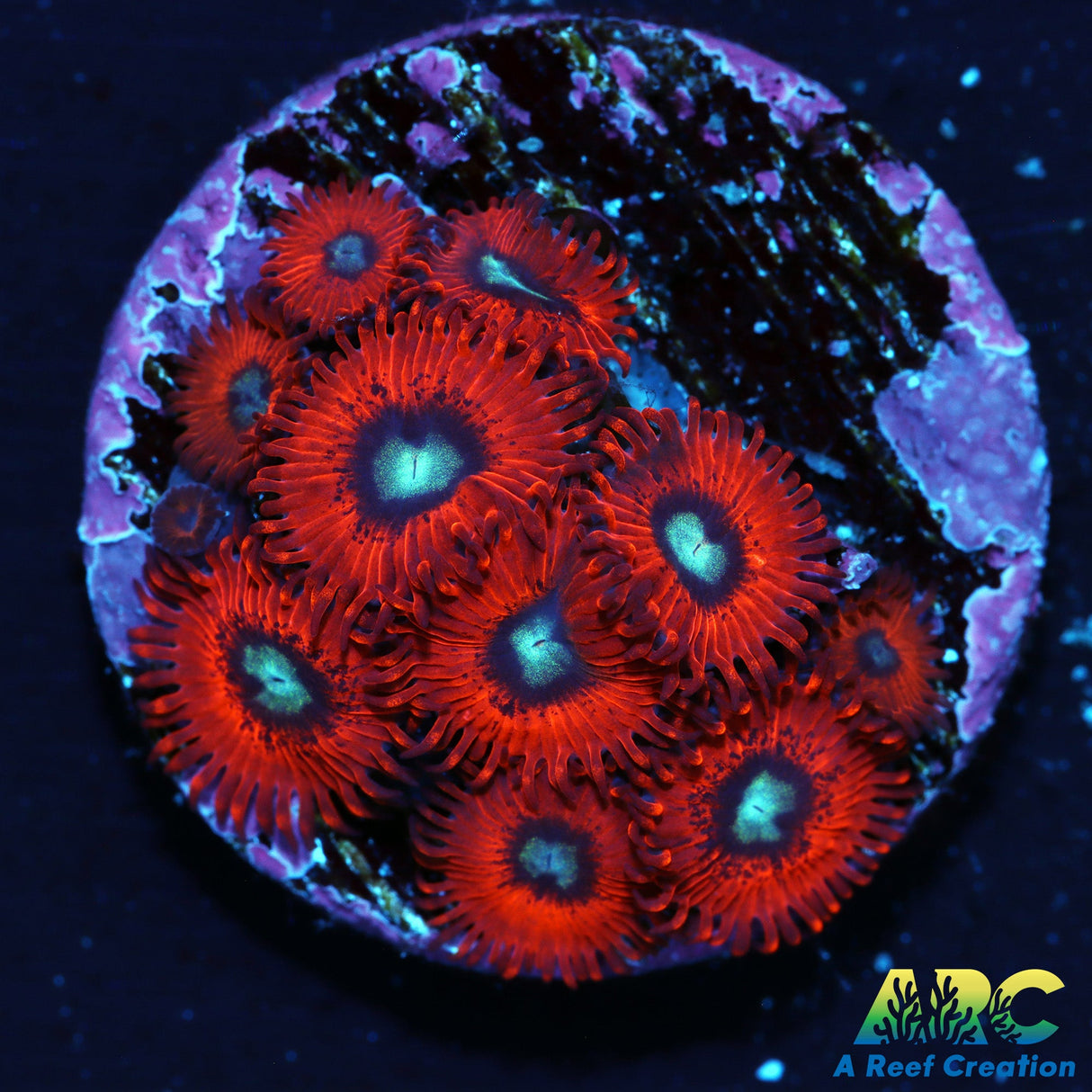 WWC Charmander Zoa