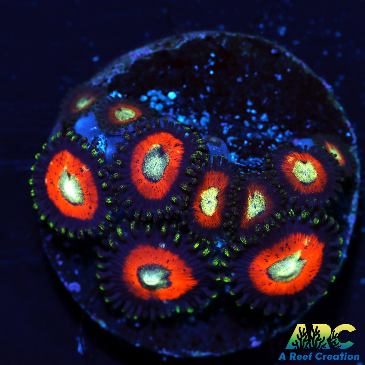 Dragon Ball Z Zoas