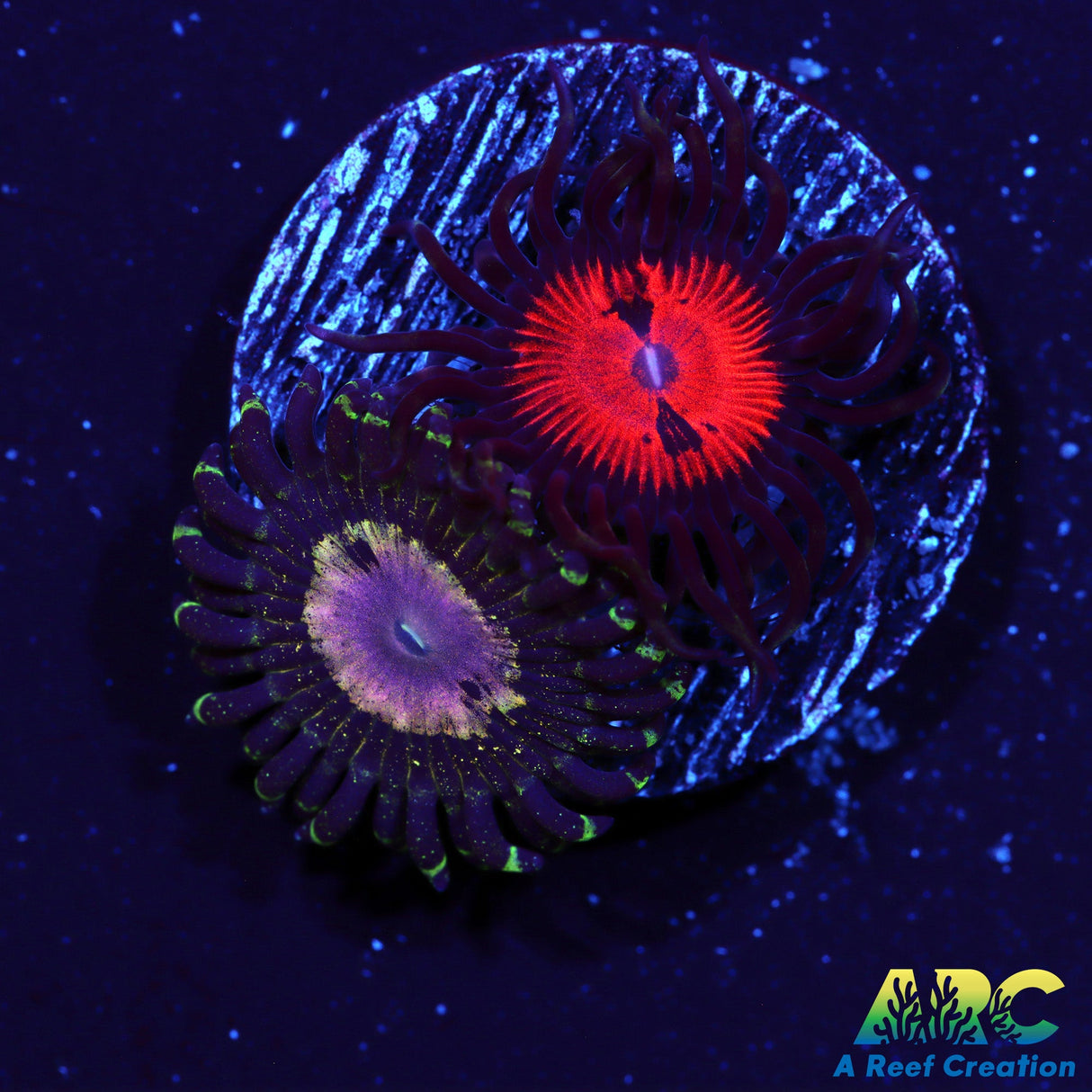 NYRA Peacock 967/Bloodsuckers
