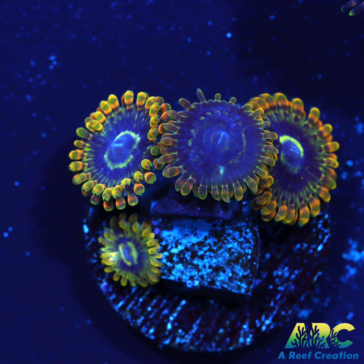 Rainbow Yodas Zoa