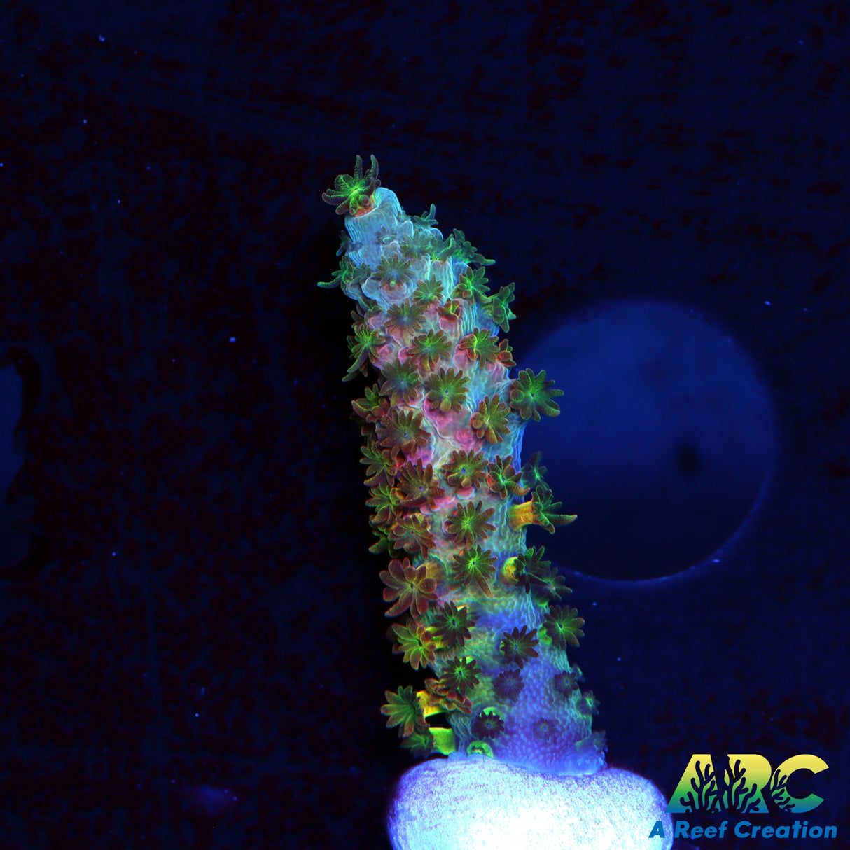 Crazy nice WWC Jello Shot