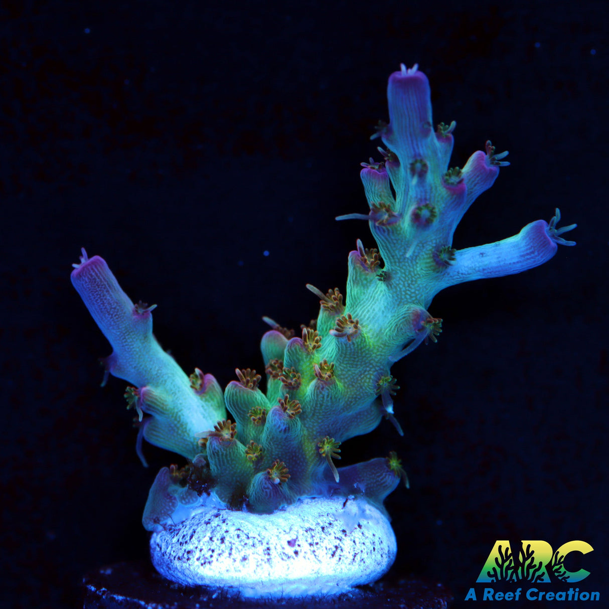 ARC Joe Cool Acro