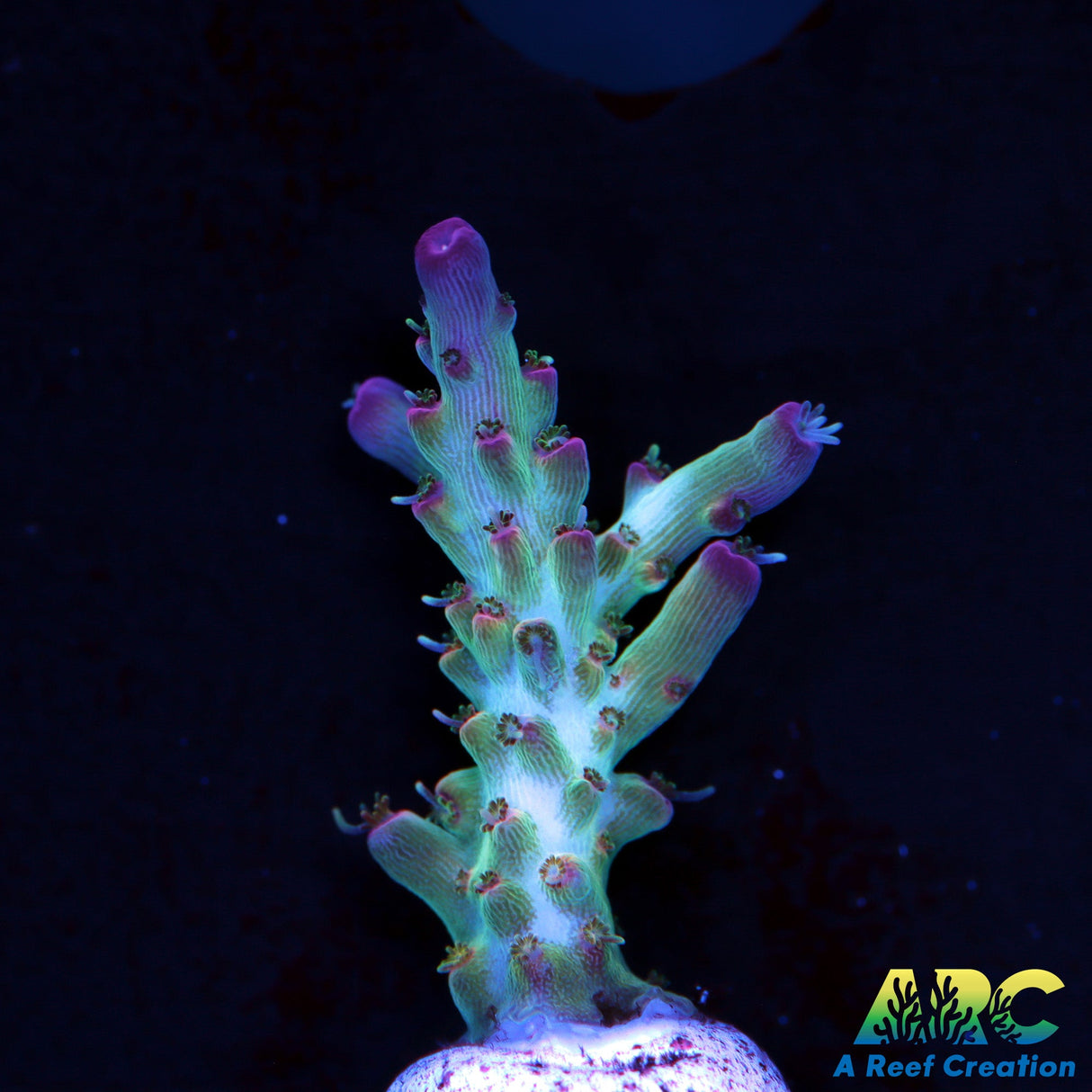 ARC Joe Cool Acro