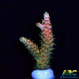 ASD Rainbow Milli