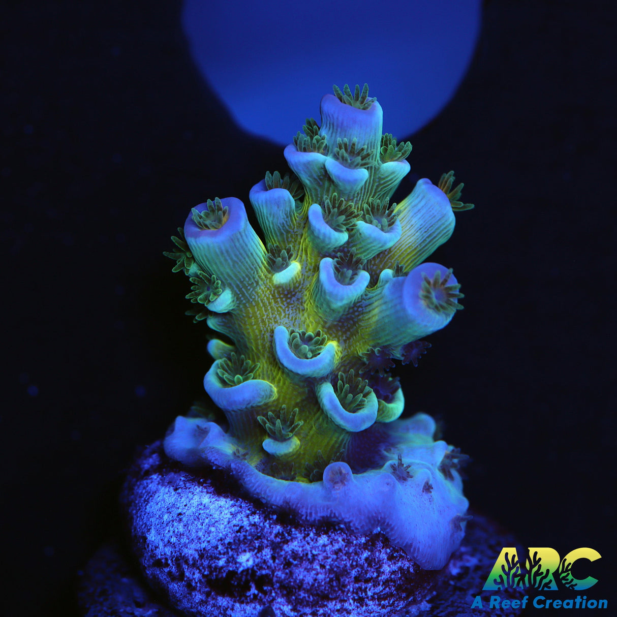 JF Jolt nice encrusted frag