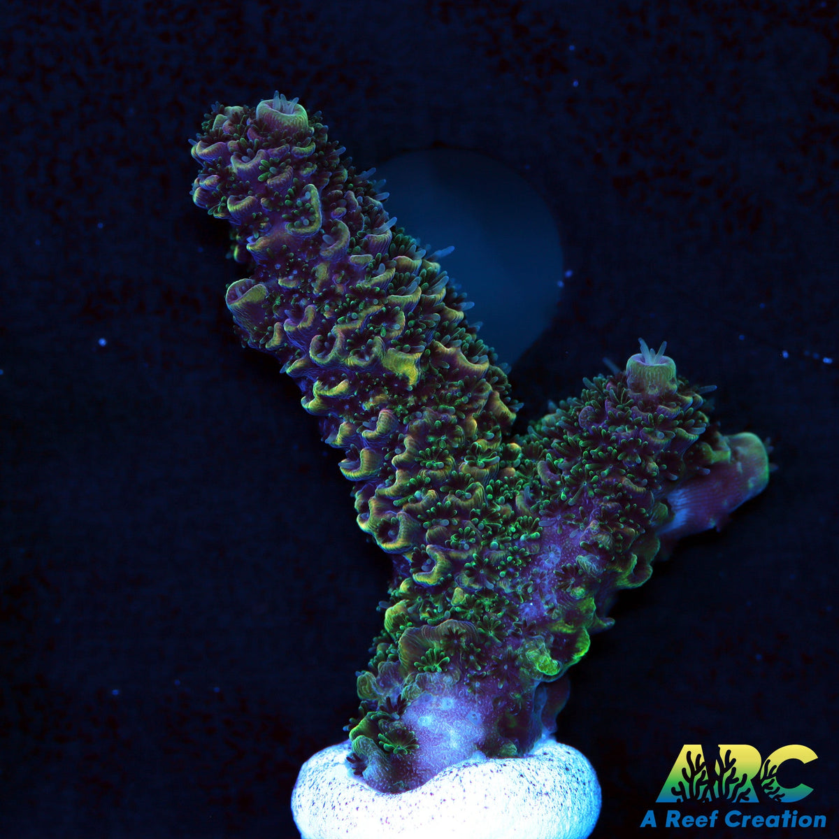 ARC Rainbow Spath – A Reef Creation